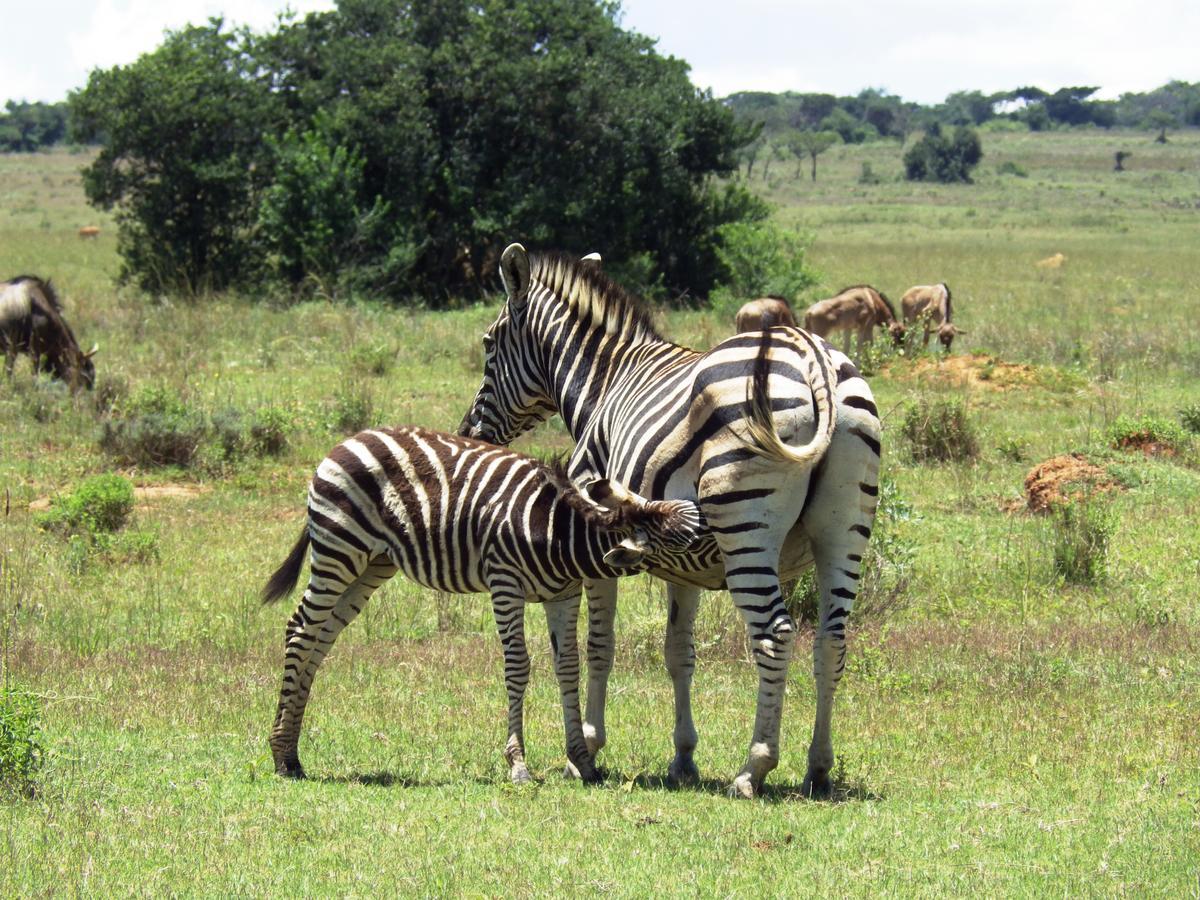 Legend Simba Safari - Legend Golf Safari Resort Golders Green 外观 照片