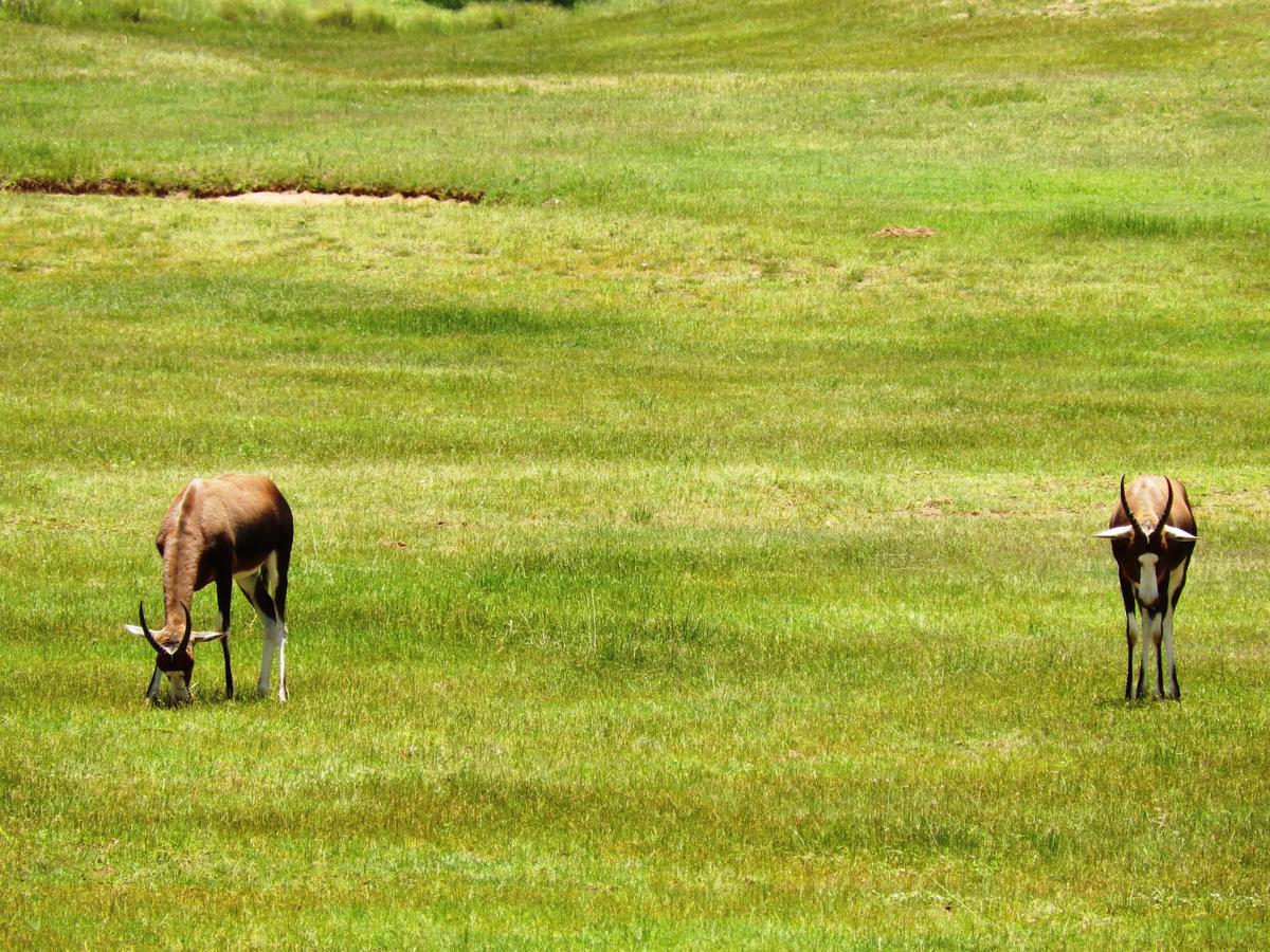 Legend Simba Safari - Legend Golf Safari Resort Golders Green 外观 照片