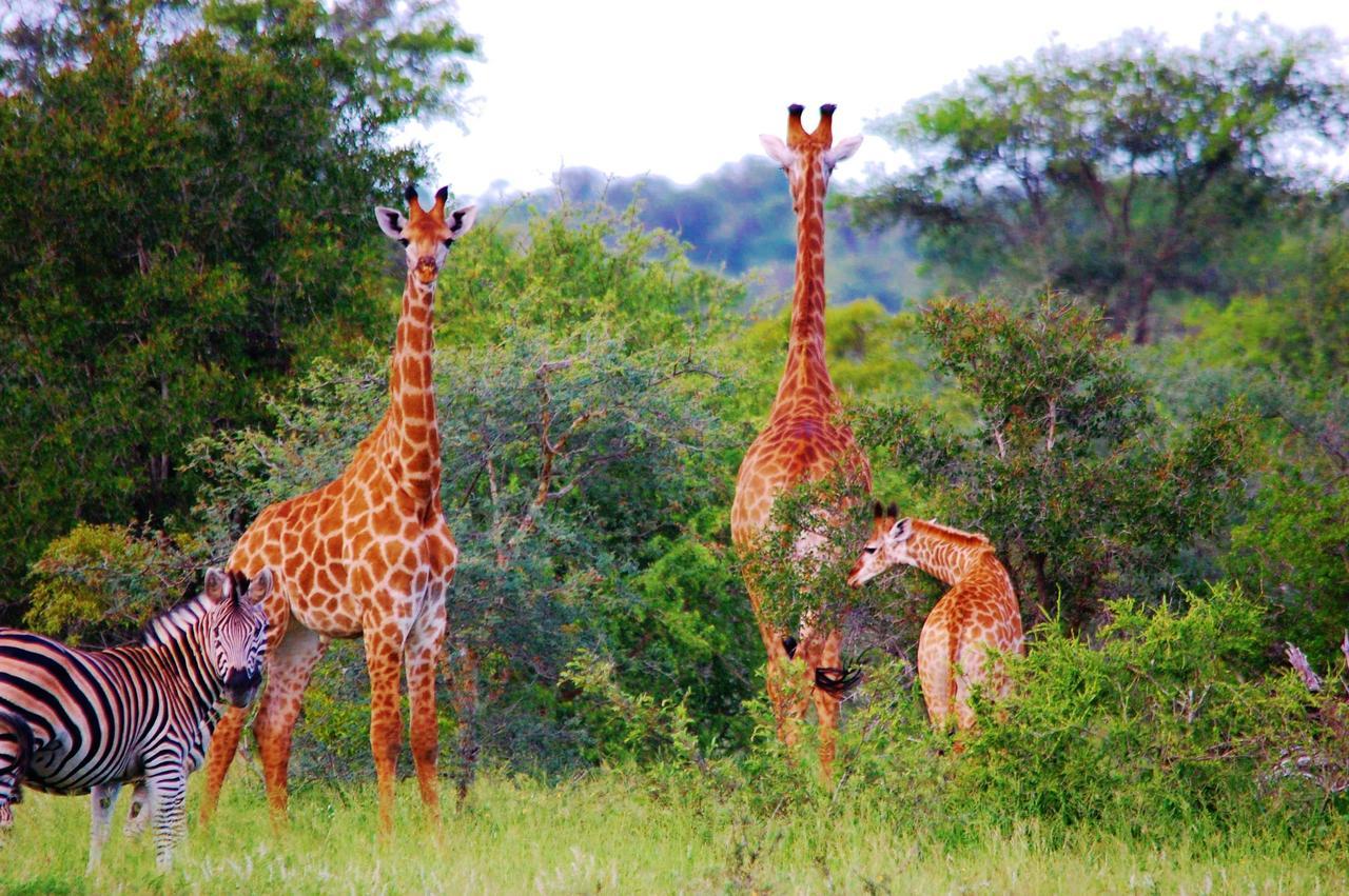 Legend Simba Safari - Legend Golf Safari Resort Golders Green 外观 照片