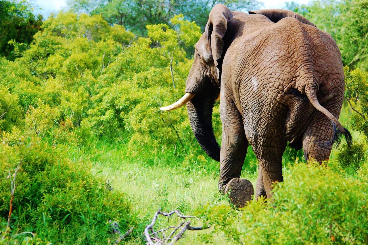 Legend Simba Safari - Legend Golf Safari Resort Golders Green 外观 照片